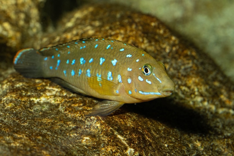 Tanganicodus sp. 'kavalla' Kibige Island